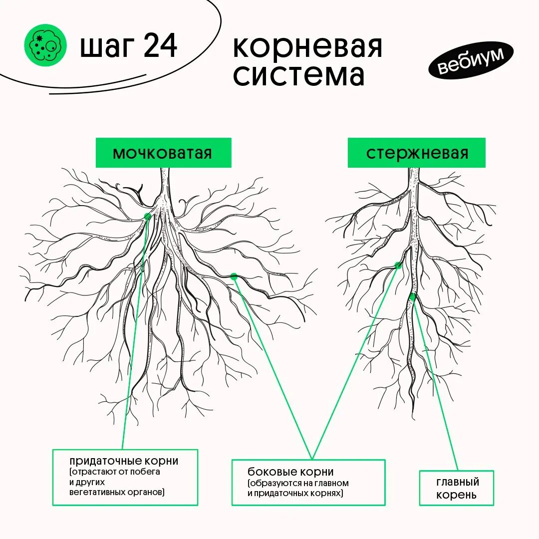 В корневой системе отсутствуют придаточные корни. Стержневая корневая система. Стержневая и мочковатая корневая система. Стержневой и мочковатый корень. Строение мочковатой корневой системы.