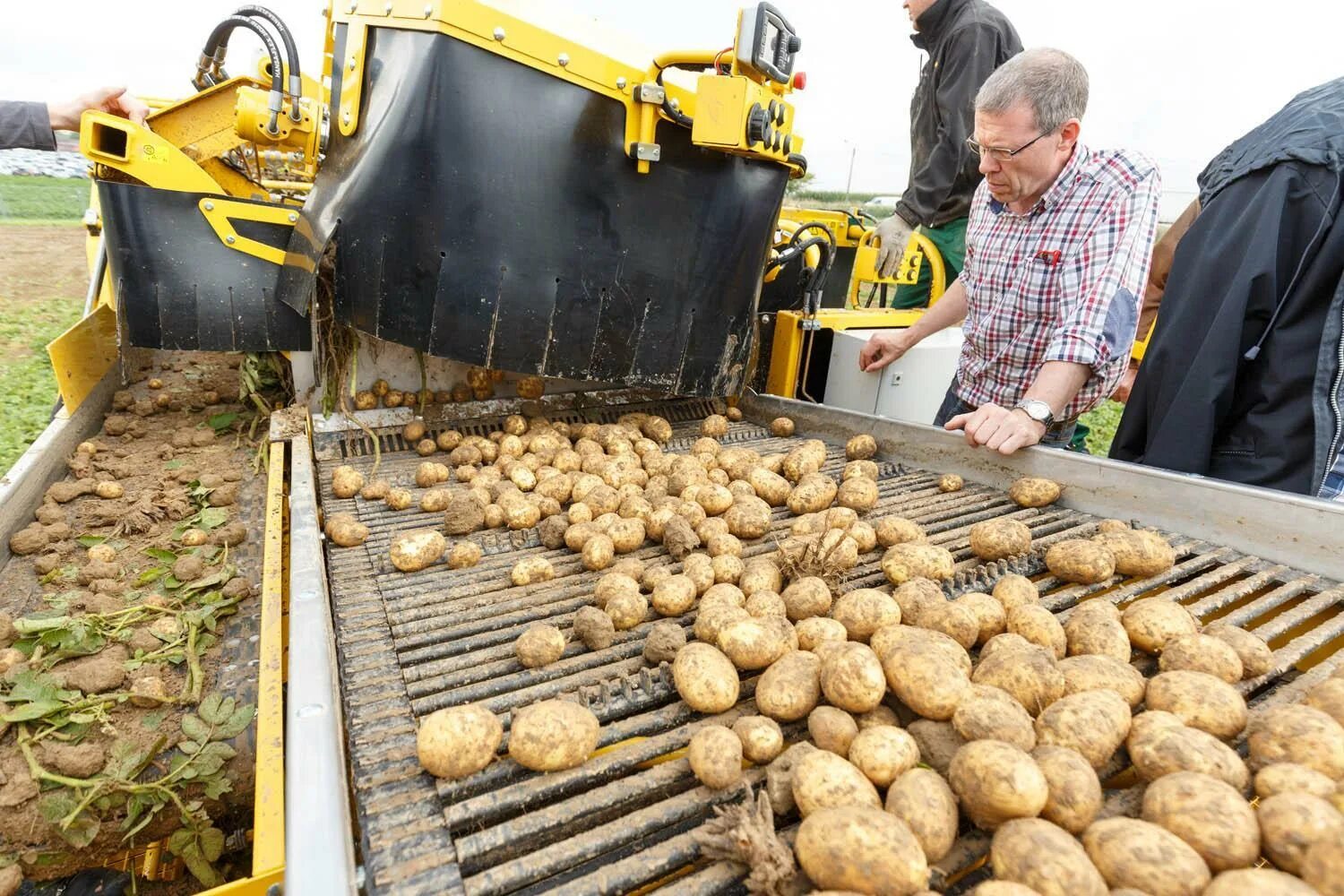 Первый урожай картофеля. Сбор картофеля. Уборка картошки. Уборочная картофеля. Сбор урожая картофеля.