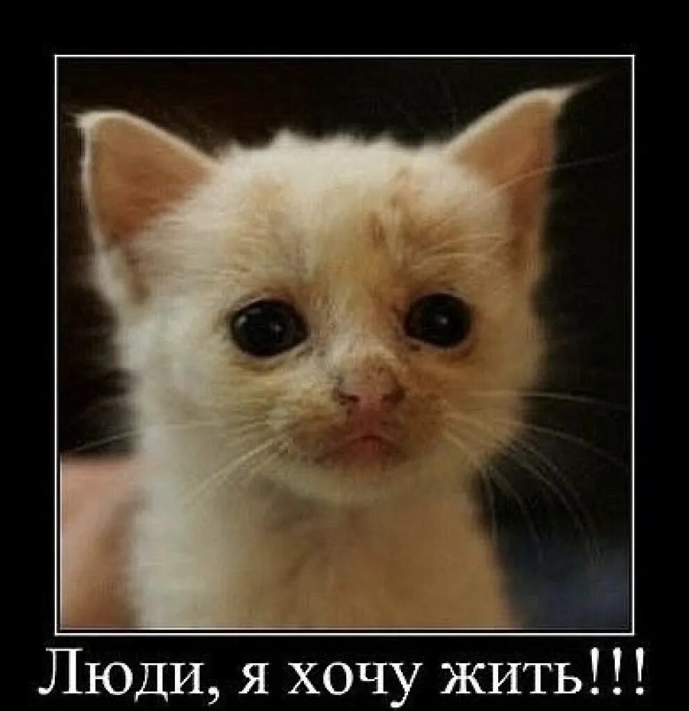 Жалкий котенок. Картинки котиков милых. Я хочу жить котенок. Кошечку жалко. Жалко котенка