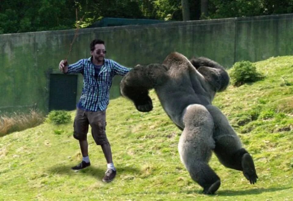 горилла против гориллы. горилла и шимпанзе. две гориллы. горилла похитил девушку. горилла на лиане.