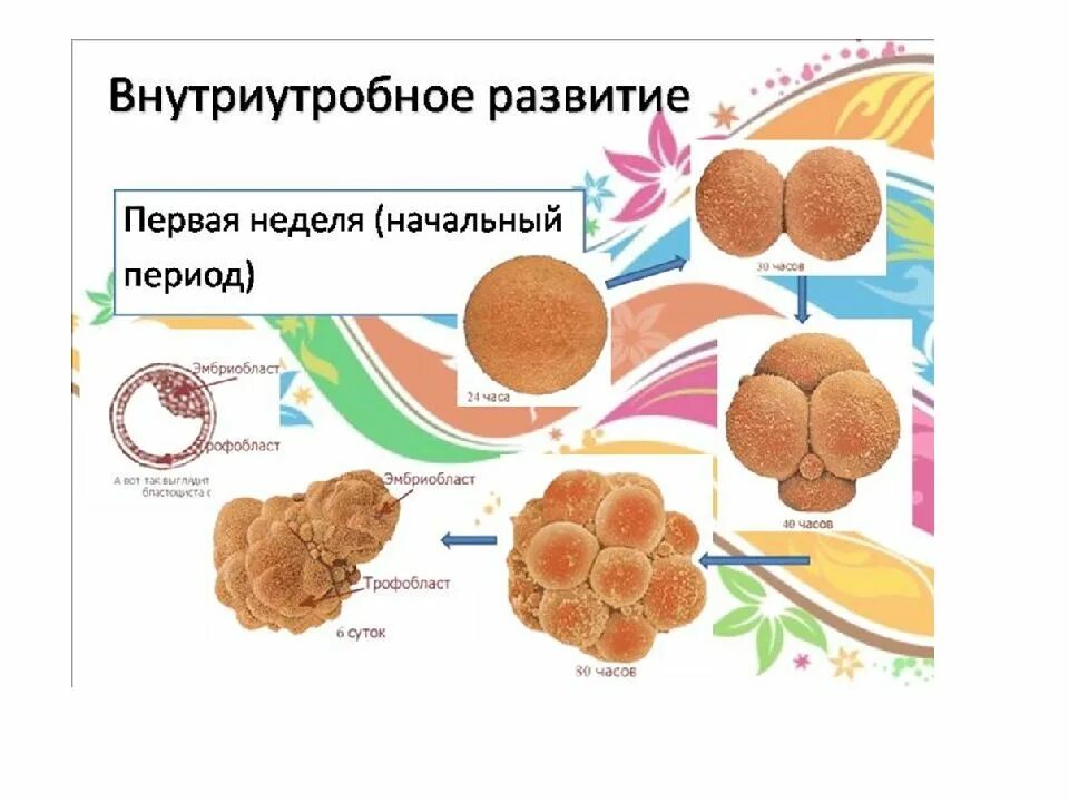 Начальный период внутриутробного развития. Этапы внутриутробного развития человека. Начальный этап внутриутробного развития. Первый период внутриутробного развития.