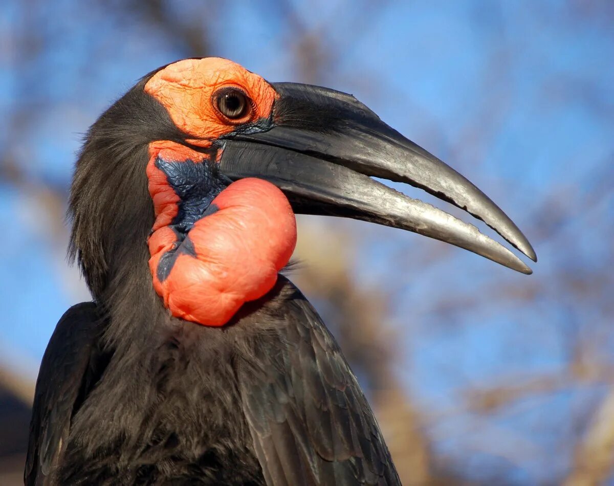 Ground Hornbill птица. Абиссинский рогатый ворон. Тукан селенидера. Чёрная птица с большим клювом. Клювы и когти птиц