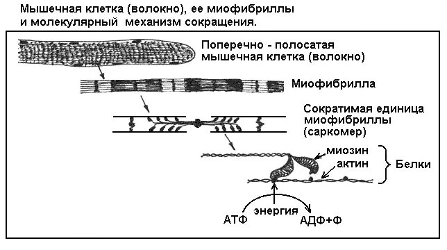 Механизм сокращения скелетных мышц физиология. Механизм сокращения поперечно-полосатых мышечных волокон. Механизм сокращения мышечного волокна. Механизм сокращения поперечно полосатой мышечной ткани. Клетки б укорачивание