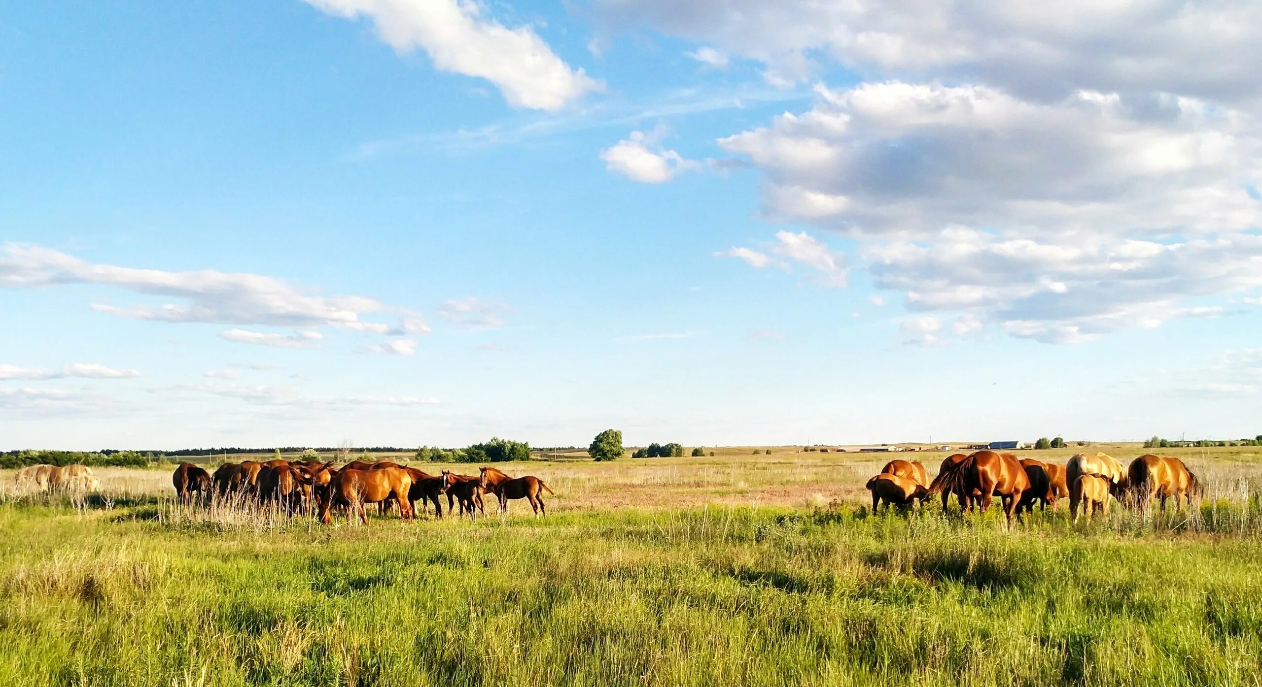 и пруды и степи ожили. степь калмыкия тюльпаны шренка. саратовская область! степь заволжская!???. река дон хутор степь. степь дергачевский район.