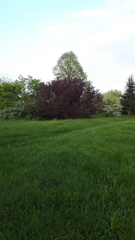 россошь детка