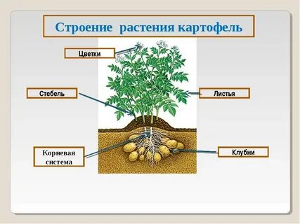 Какие системы есть у растений
