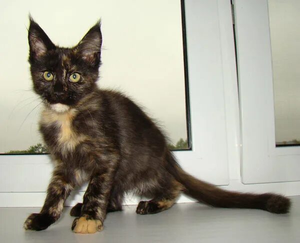 мейн кун 4 месяца. мейн кун 4 месяца фото. питомник норд вестленд отзывы. кун 4. мейн кун 4 месяца.