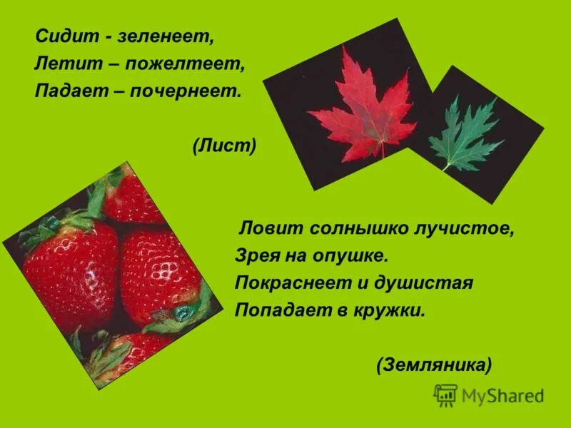 Растет зеленеет расцветает желтеет. 2 загадки о одуванчике. Растет зеленеет расцветает желтеет а когда отцветает. Прочитайте загадку отгадайте её. Растет зеленеет расцветает желтеет а когда отцветает.