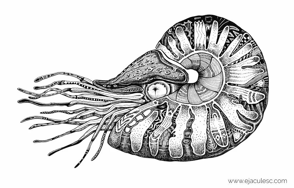 Головоногий рисунок. Головоногие моллюски Наутилус. Наутилус головоногий моллюск раковина. Аммонит Наутилус. Наутилус Помпилиус Ракушка.