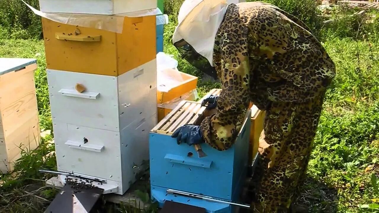 Видео пчеловодство новинки. Пчеловодство для начинающих. Пчеловодство для новичка. Пчеловодство для начинающих уроки по пчеловодству. Пчеловодство в Бурятии.