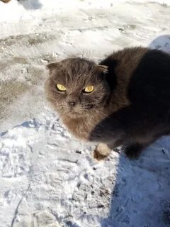 Кошки 14
