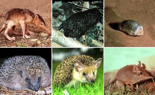 Плацентарные звери отряд насекомоядные. Класс млекопитающие отряд насекомоядные. Отряд насекомоядные ежовые. Насекомоядные млекопитающие представители. Насекомоядные представители.