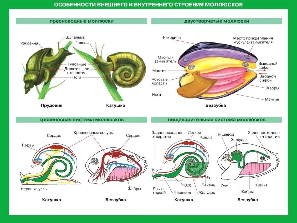 Моллюски общее строение. Внешнее и внутреннее строение мидии. Внешнее и внутреннее строение моллюсков. Внутреннее строение моллюска. Особенности внешнего строения моллюсков.