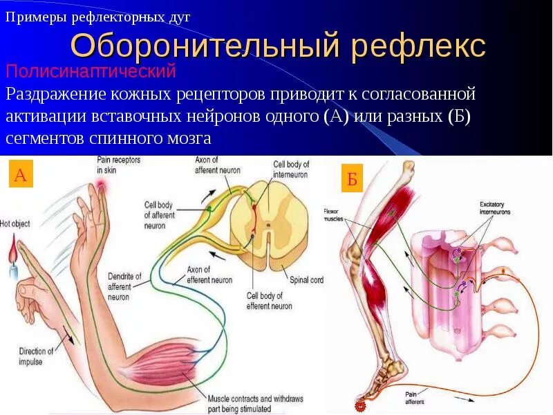 Сгибательные рефлексы спинного мозга. Примеры рефлекторной функции спинного мозга. Коленный рефлекс двухнейронная рефлекторная дуга. Кожно-мышечные рефлексы.