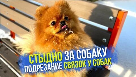 Лай шпица