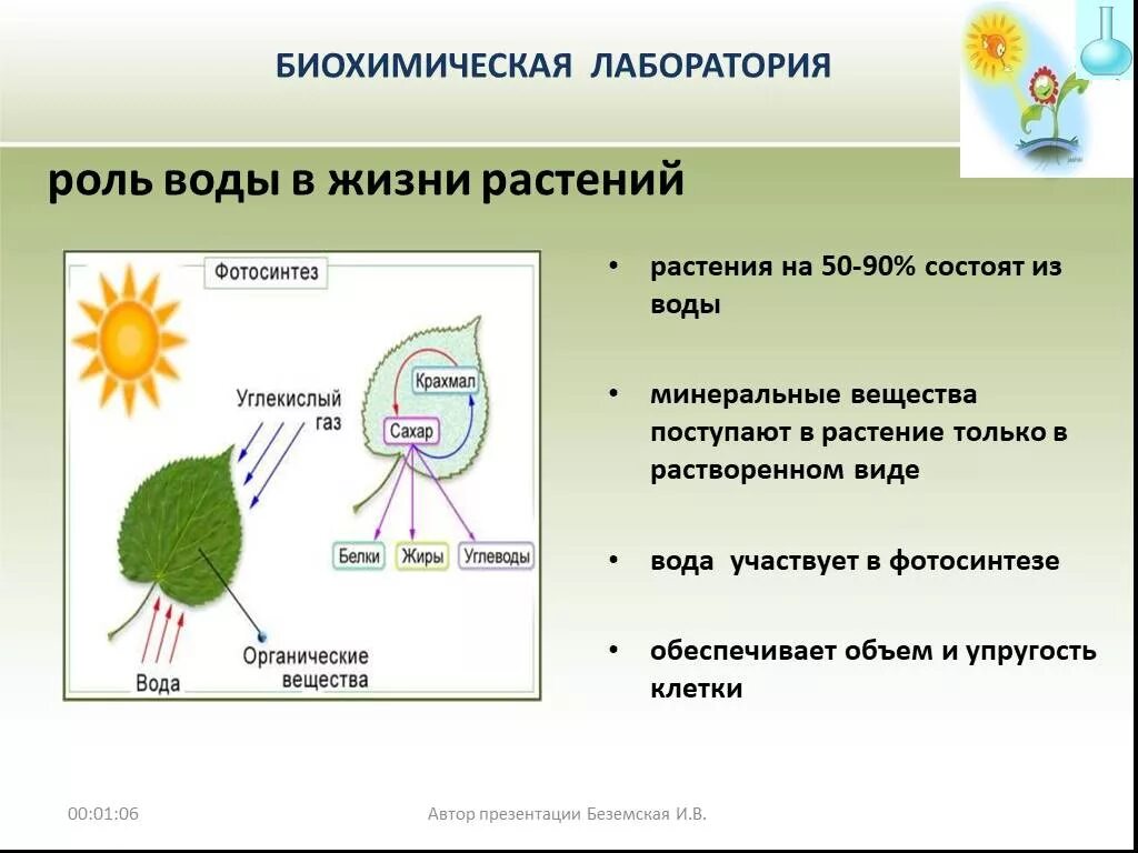 Значение воды для растений кратко