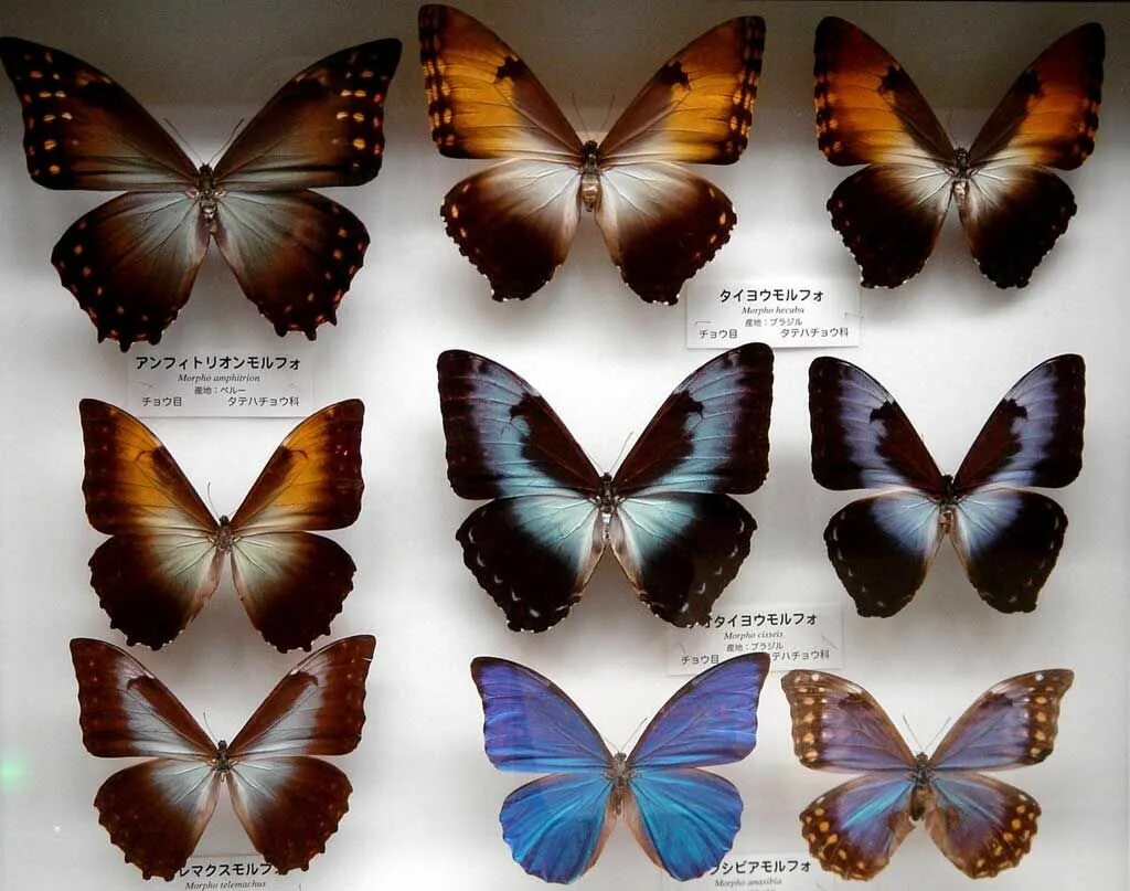 Какие имена бабочек. Коллекция бабочек. Разновидности бабочек. Бабочки и их названия. Коллекция бабочек с их названиями.