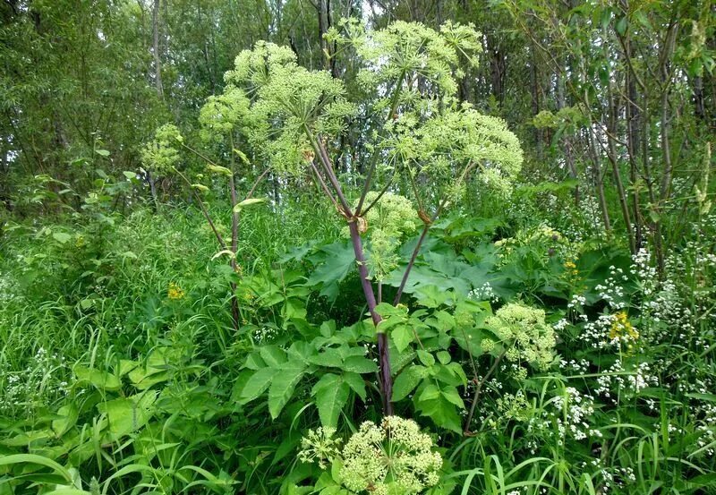 Дудник лесной дягиль. Дягиль (ангелика). Дягиль – archangelica officinalis. Дягиль лекарственный дудник лекарственный. Растение дягиль дудник.