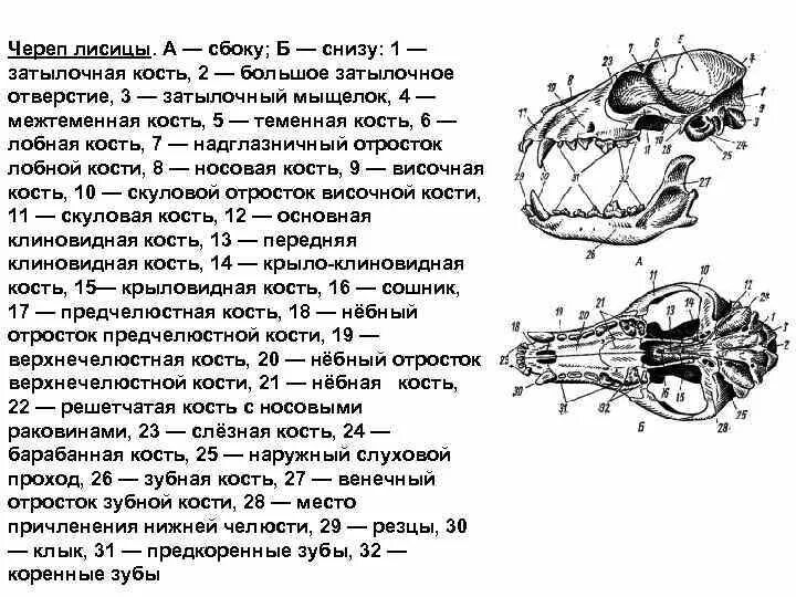 Соединение костей черепа млекопитающих. Череп собаки снизу строение. Строение скелета черепа кролика. Череп лисицы а сбоку б снизу. Череп млекопитающего снизу строение.