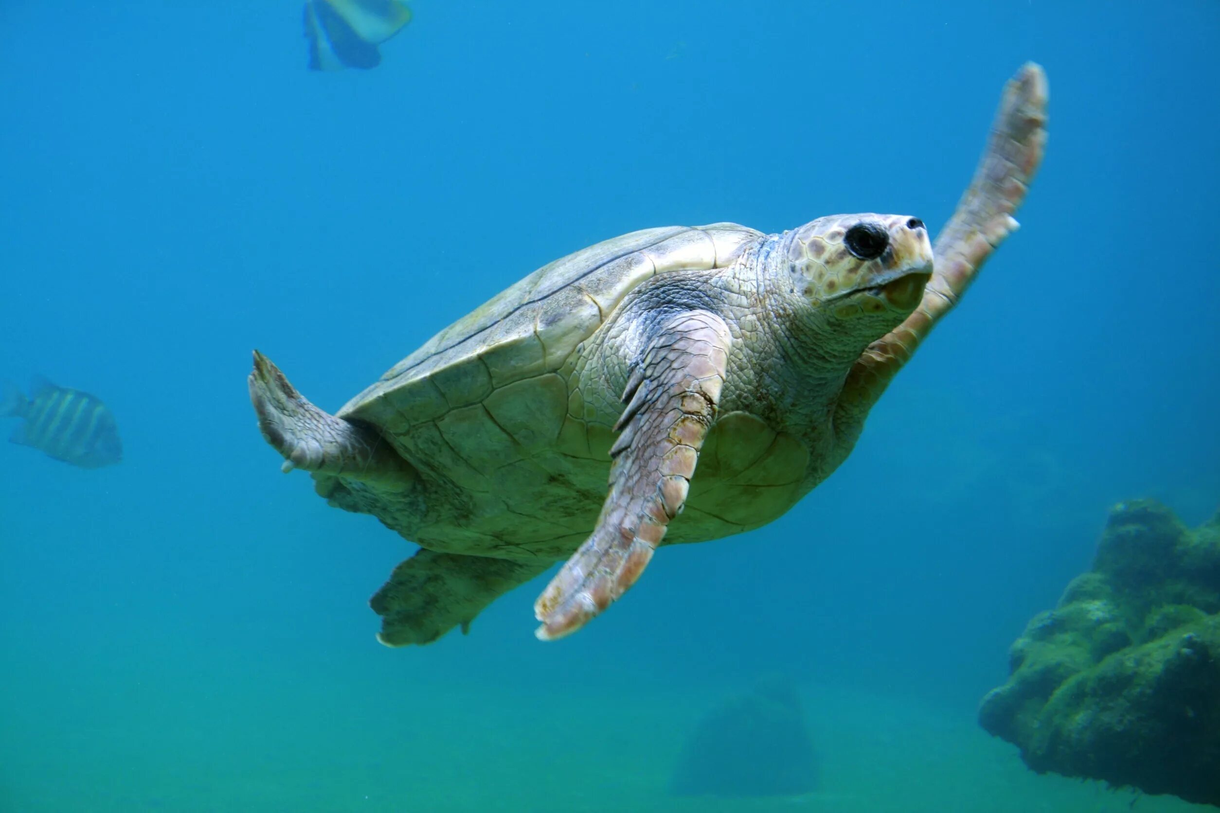 Морские обитатели морская черепаха. Морская черепаха Каретта. Морская черепаха логгерхед. Черепаха бисса (Каретта). Галапагосская черепаха морская.