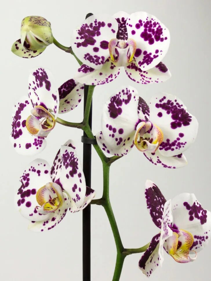 Где купить орхидею. Орхидея фаленопсис. Марракеш Орхидея фаленопсис. Фаленопсис Afra. Орхидея Phalaenopsis Kellion.