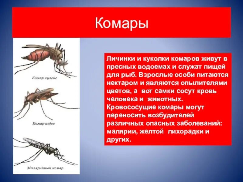 Кто питается комарами и их личинками. Кровососущие комары презентация. Личинки комаров обитают. Факты о комарах. Рассказ про комара.