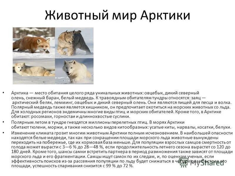 Место обитания популяция овцебыков белых медведей. Отряд хищные семейство волчьи. Информация о животных арктики. Стадо овцебыков. Место обитания популяция овцебыков белых медведей.