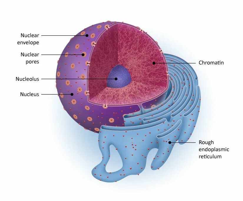 Nuclear meltdown перевод. Nucleus 2024. Nucleus 2024. Cell nucleus. Nucleus vector.