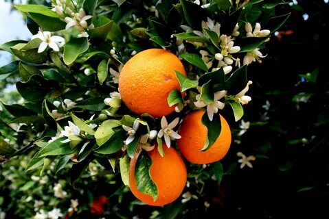 Fruit plant