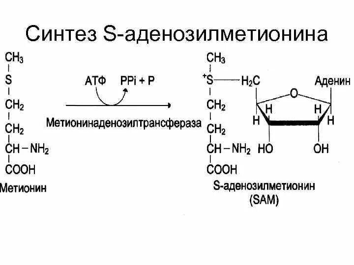 Участие s аденозилметионина в реакциях трансметилирования. Метионин в s-аденозилметионин. S аденозилметионин биохимия. Синтез метионина. Метионин в аденозилметионин фермент.