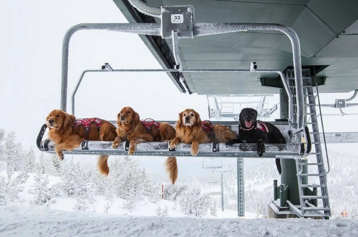 Собачьи лыжи. С собакой на горнолыжке. Собака на горнолыжном склоне. Спасатели лыжный патруль.