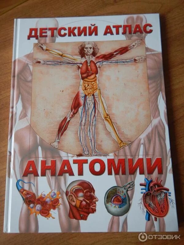 Анатомия детская книга. Детский атлас анатомии гуиди винченцо. детский атлас анатомии. анатомический атлас для детей. детская анатомия книга.