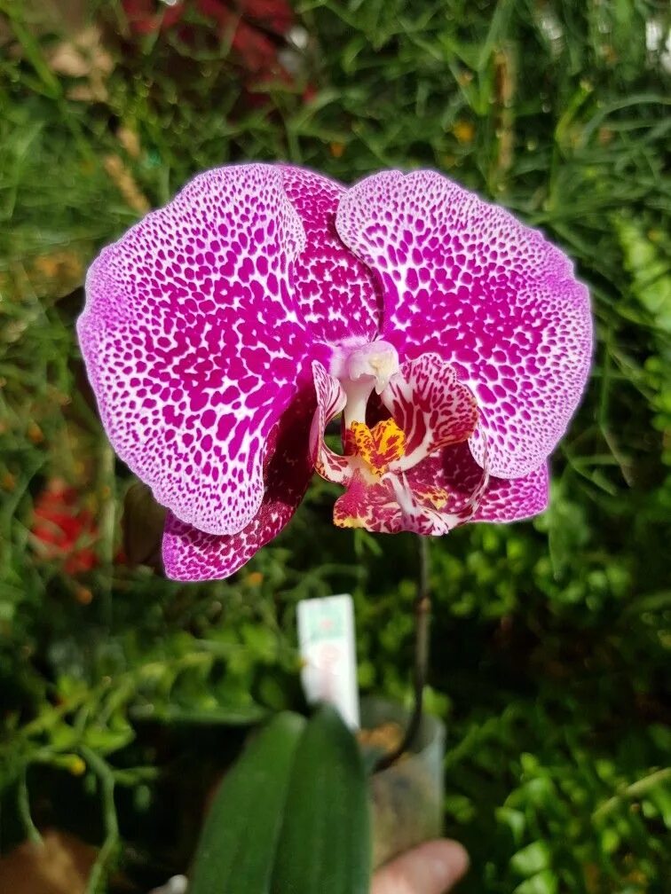 Фаленопсис leopard prince. Фаленопсис leopard prince. Фаленопсис леопард принц. Phal mei dar prince. Leopard prince.