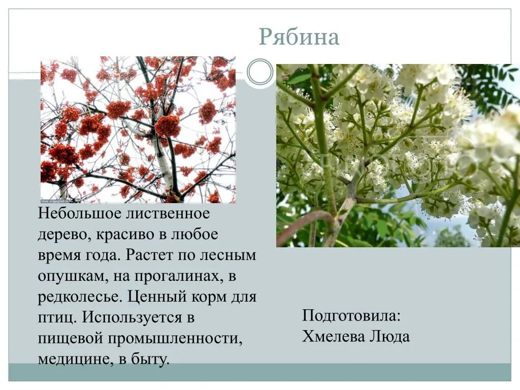 Рябина это небольшое ветвистое деревце растущее. Лиственные деревья рябина. Рябина широколиственная дерево. Рябина небольшое дерево. Рябина твердолистное дерево.