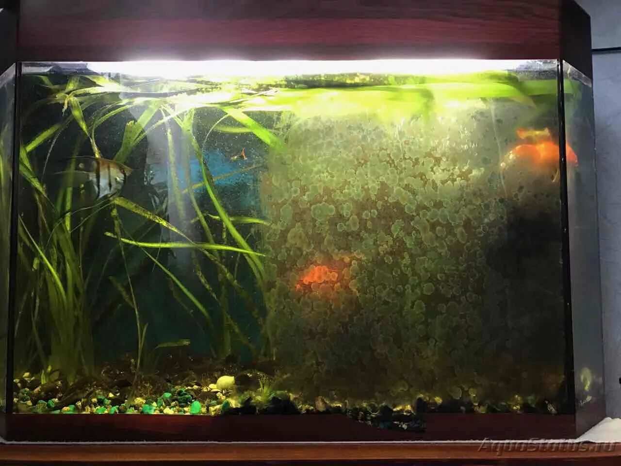 Грязный аквариум. Ужасный аквариум. Зеленые стенки аквариума. GDA водоросли в аквариуме. Почему аквариум покрылся