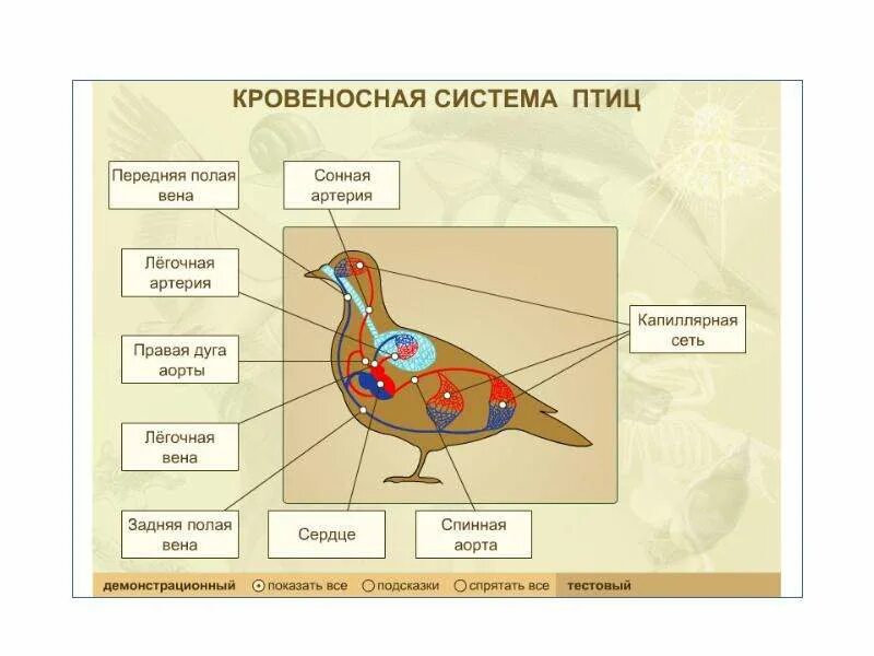 Таблица птицы 7 класс биология строение. Кровеносная система птиц 7 класс биология. Кровеносная система птиц строение и функции. Органы кровеносной системы птиц. Функции кровеносной системы у птиц.