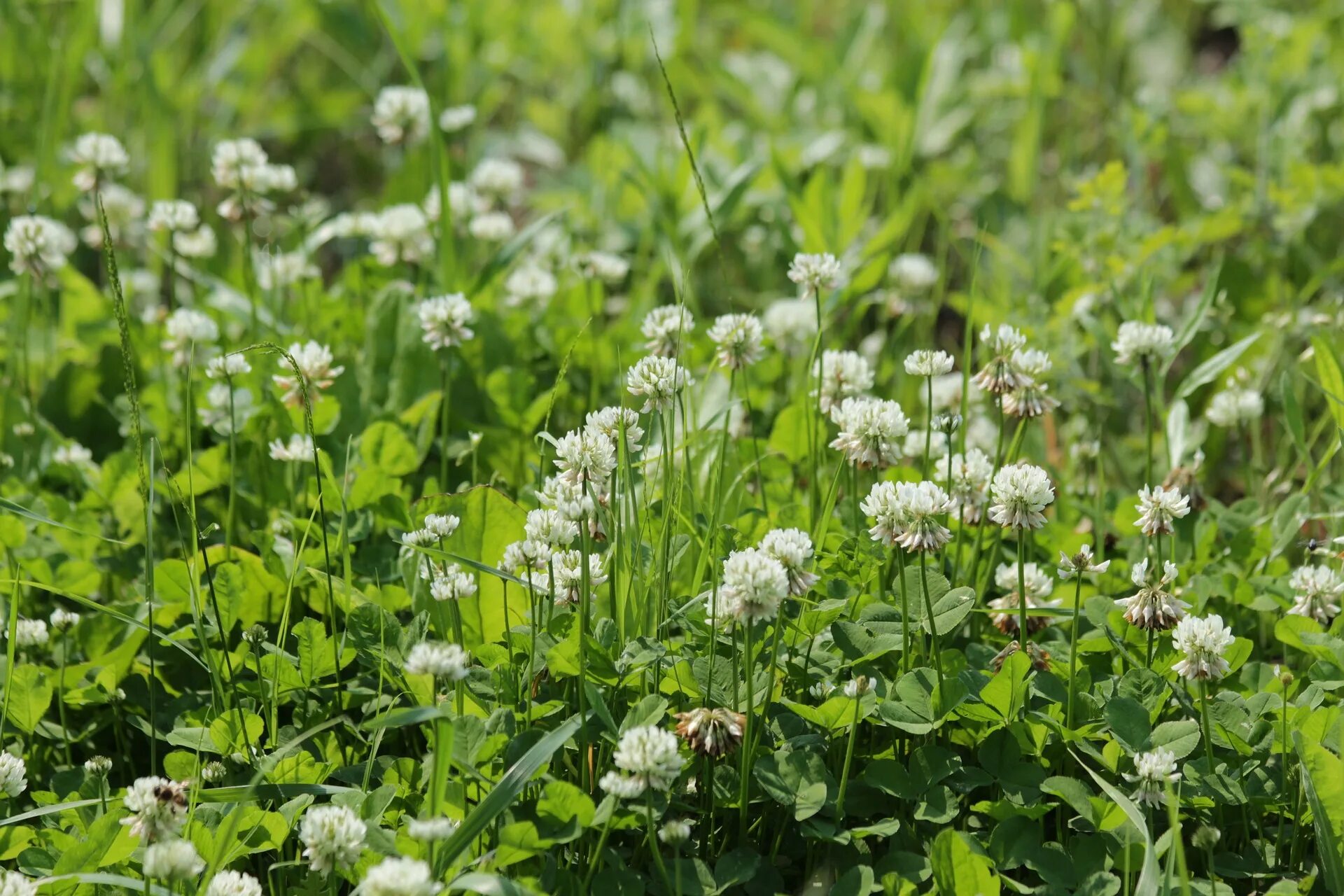 Когда цветет клевер. Клевер Луговой белый. Клевер ползучий (Trifolium repens). Клевер белый ползучий. Клевер белый сидерат.