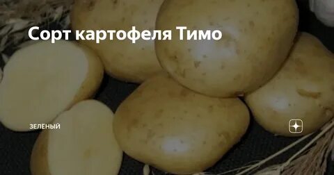 Картофель триумф описание сорта фото отзывы сроки