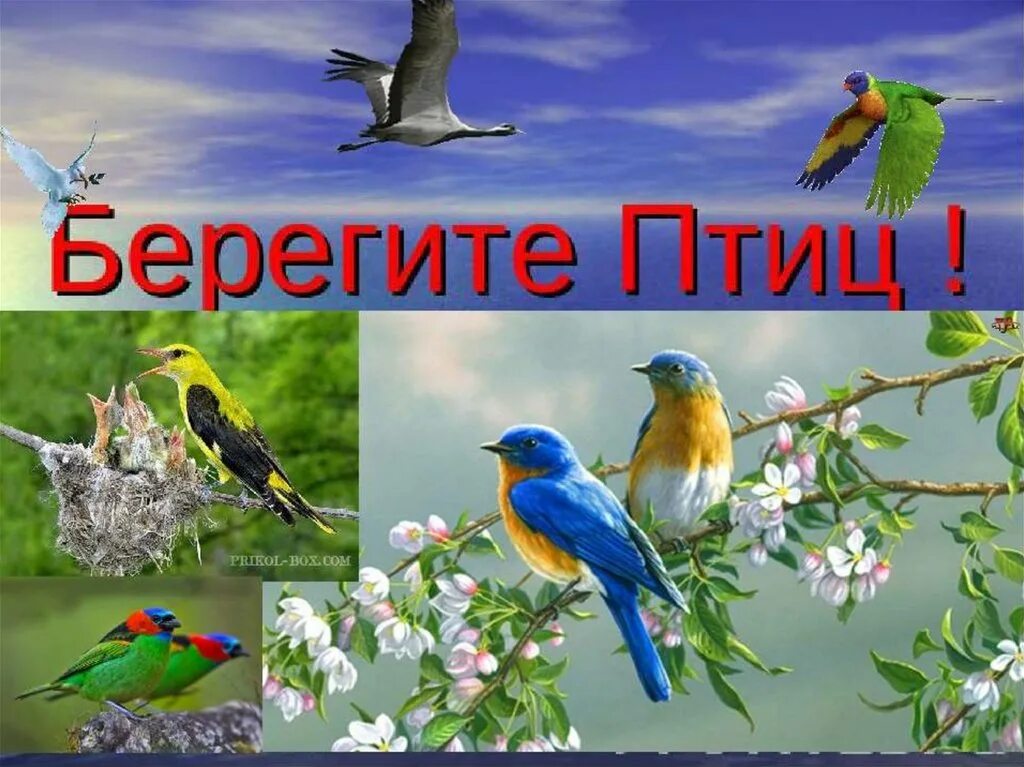 Презентация день птиц 2 класс. День птиц. Международный день птиц. Международный день птиц для детей. Международный день Пти.