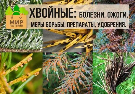 Чем осенью обработать хвойные растения