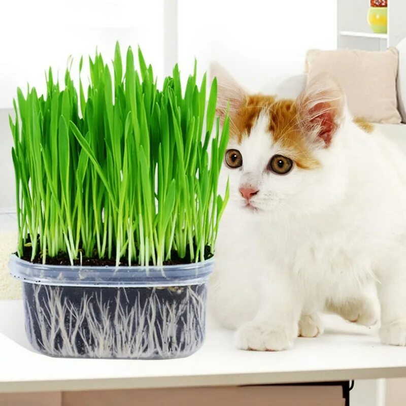 Трава для кошек пророщенная. Травка для животных пророщенная. Травка для котов. Кот на травке.
