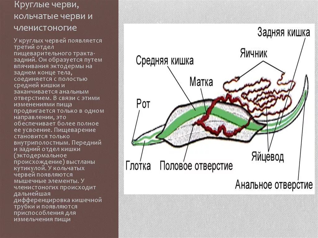 Тип круглые черви пищеварительная. Круглые черви пищеварительная система 7 класс. Пищеварительная система круглых червей 7 класс. Функции пищеварительной системы у круглых червей. Пищеварительная система круглых червей особенности строения.