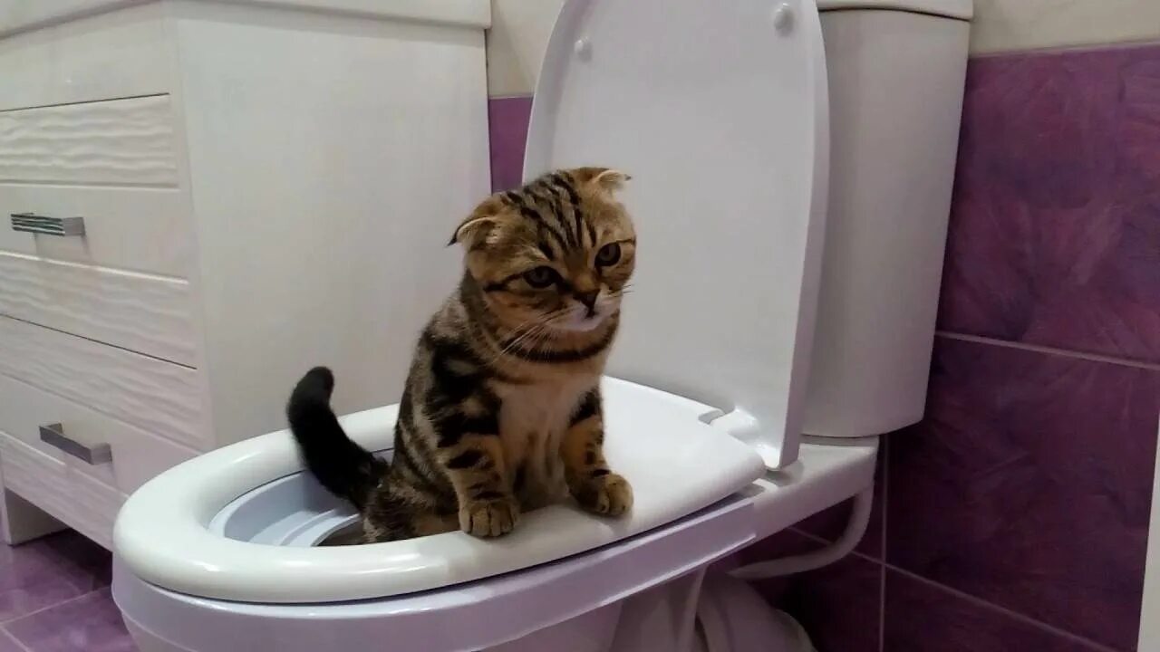Котенок мяукает туалет. Кот на унитазе. Котенок в унитазе. Кот ходит на унитаз. Унитаз для кошек.