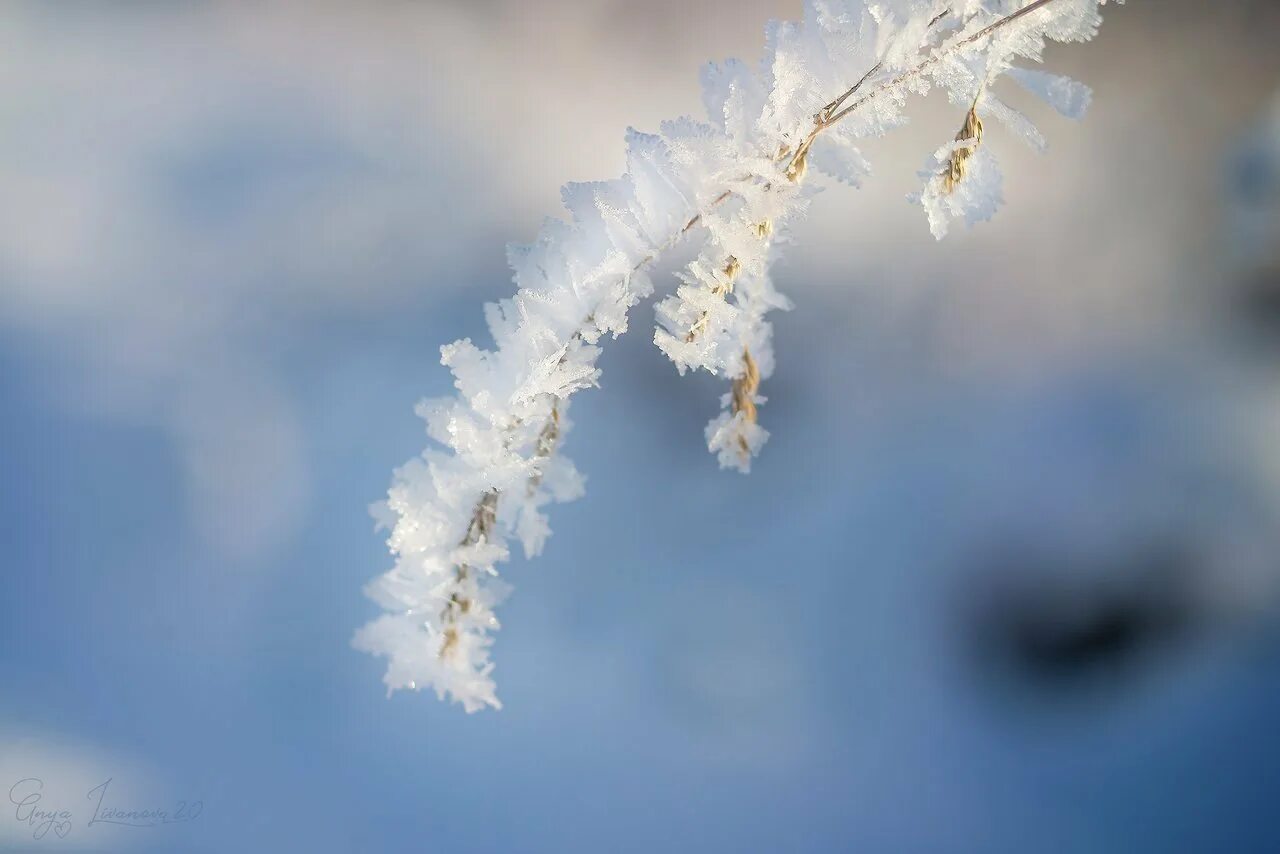 с морозным июньский деньком. на пушистых ветках белою каймой. на пушистых ветках белою каймой. на пушистых ветках белою каймой. на пушистых ветках белою каймой.