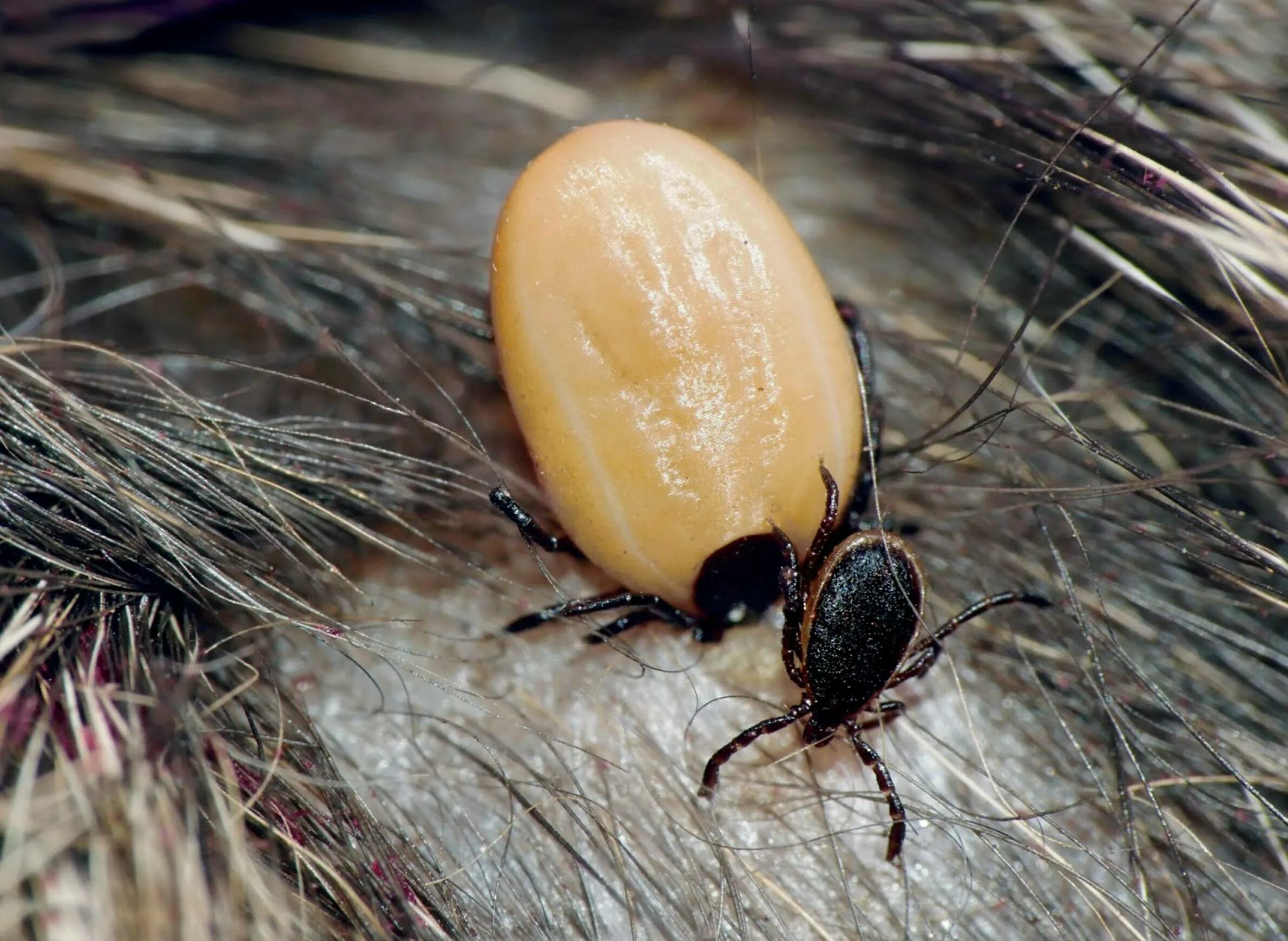 Собачий иксодовый клещ. Собачий клещ Ixodes Ricinus. Иксодовый клещ пироплазмоз. Что такое клещ