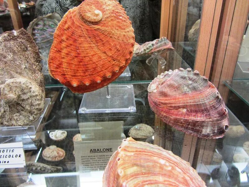 Музей моллюски. Музей ракушек Бали. Коллекция морских раковин в музее Терещенко.