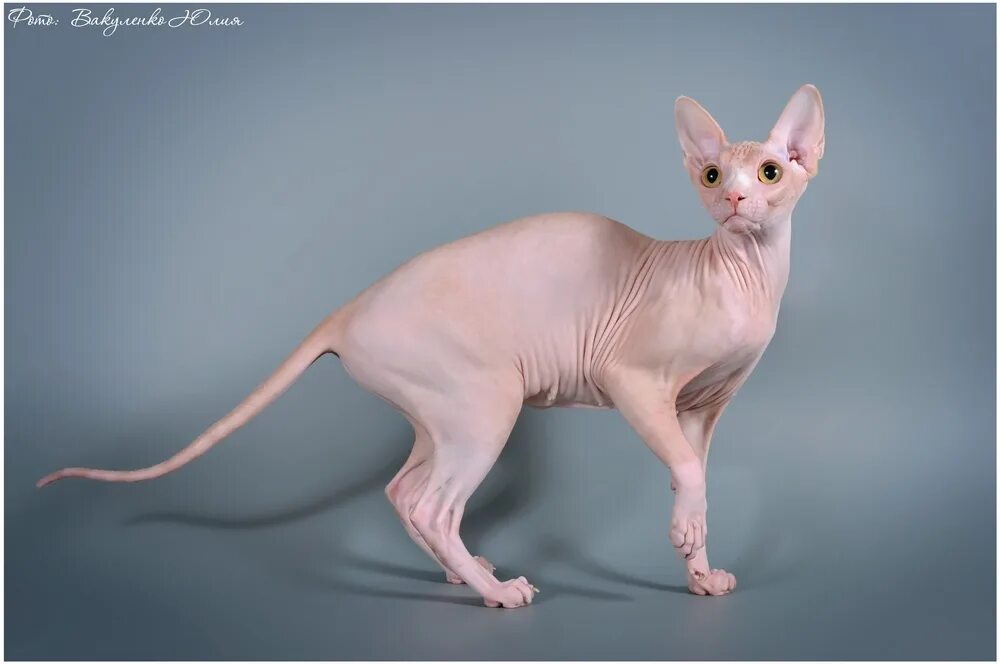 Купированный донской сфинкс. Сфинкс в москве. Сфинкс москва и московская область. Донской сфинкс. Сфинкс москва и московская область.