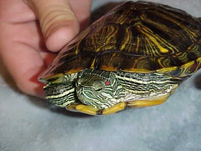 How to tell if your turtle is male or female Turtle, Red eared slider, Pet turtl