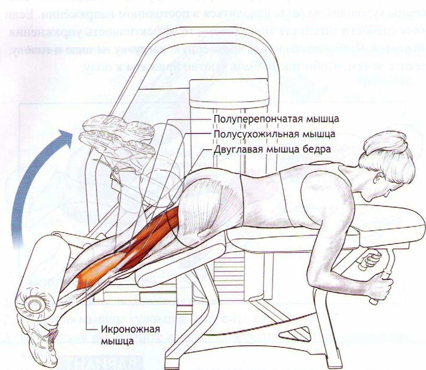 Сгибание ног в тренажере какие мышцы работают. Сгибание ног лежа в тренажере какие мышцы работают. Тренажер сгибание разгибание ног лежа. Сгибание голени лежа в тренажере. Разгибание ног лежа