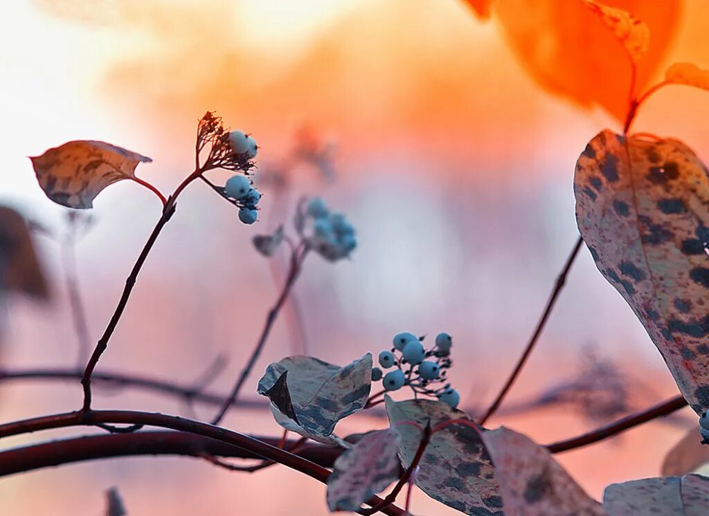 Голубой и оранжевый осень. Осень делала дали нежно голубыми. Нежность природа. Туманное утро в поле. Расположи предложения в нужном порядке.